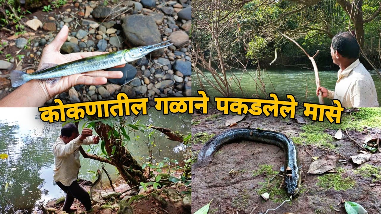 माश्याचा गळ वापरून केलेली मासेमारी, कोकण | Hook Fishing In Konkan | Traditional Hook Fishing |
