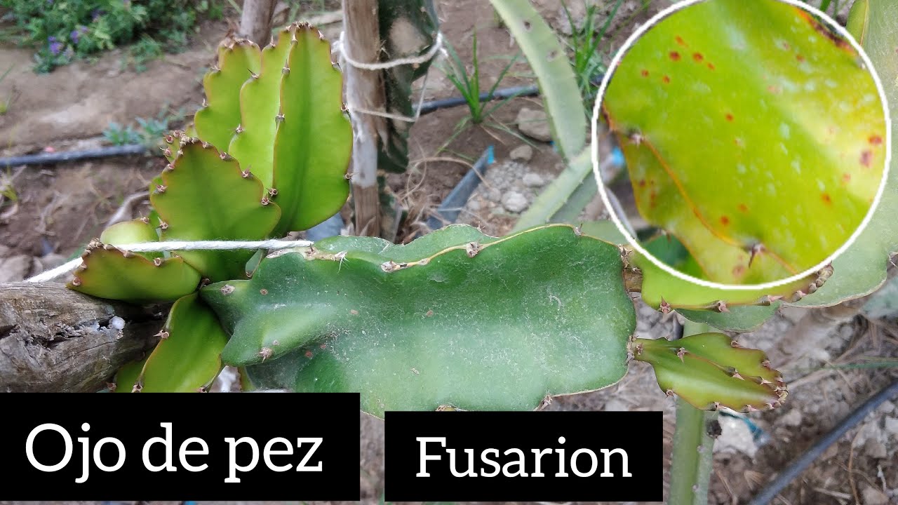 3  concejos para combatir el ojo de pez en las  plantas de pitahaya.