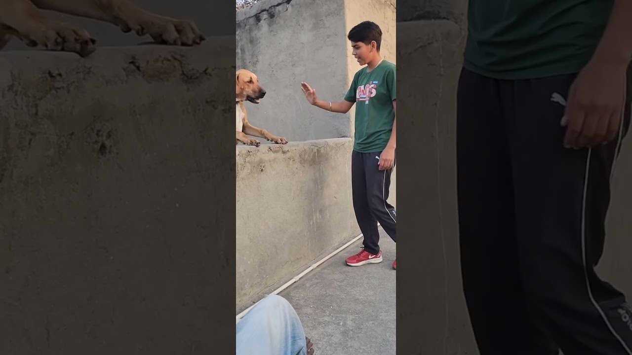 Sundari 🐶❤️🥰bully kutta#bullykutta #desidog #desikutta