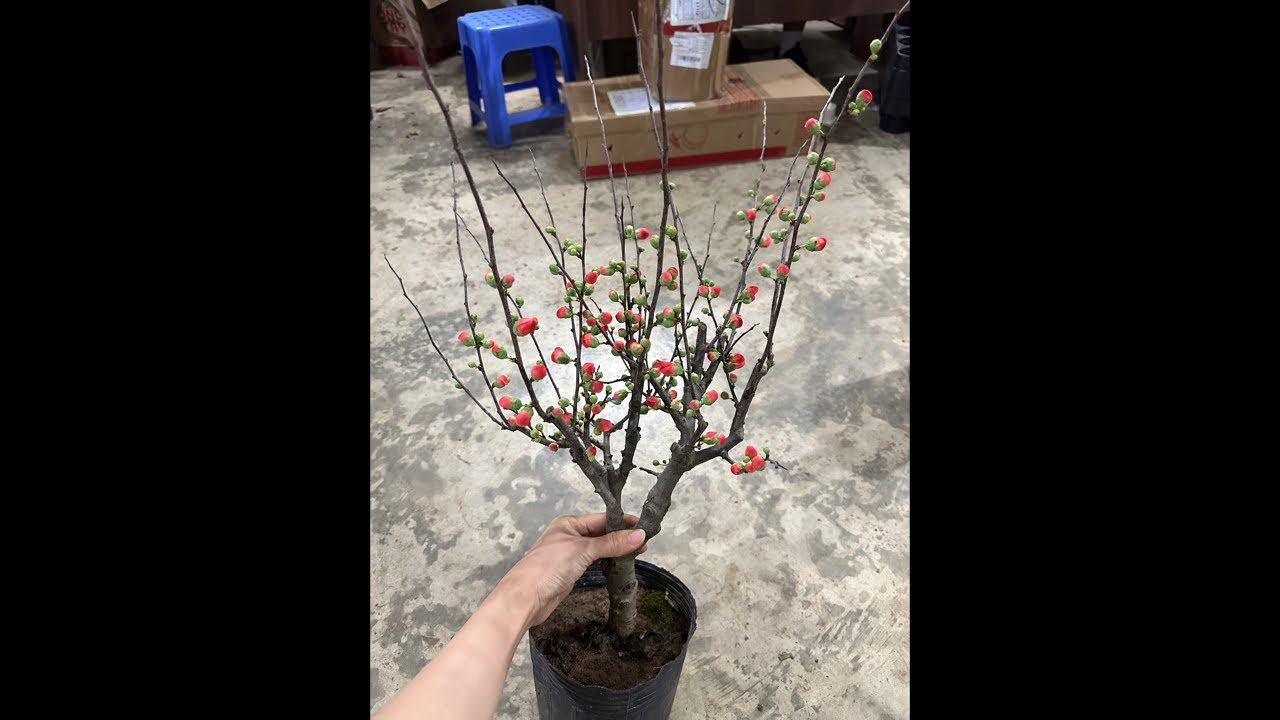Live tối 7/2 phiên bán hàng mai đỏ cuối năm…lh 0393998895
