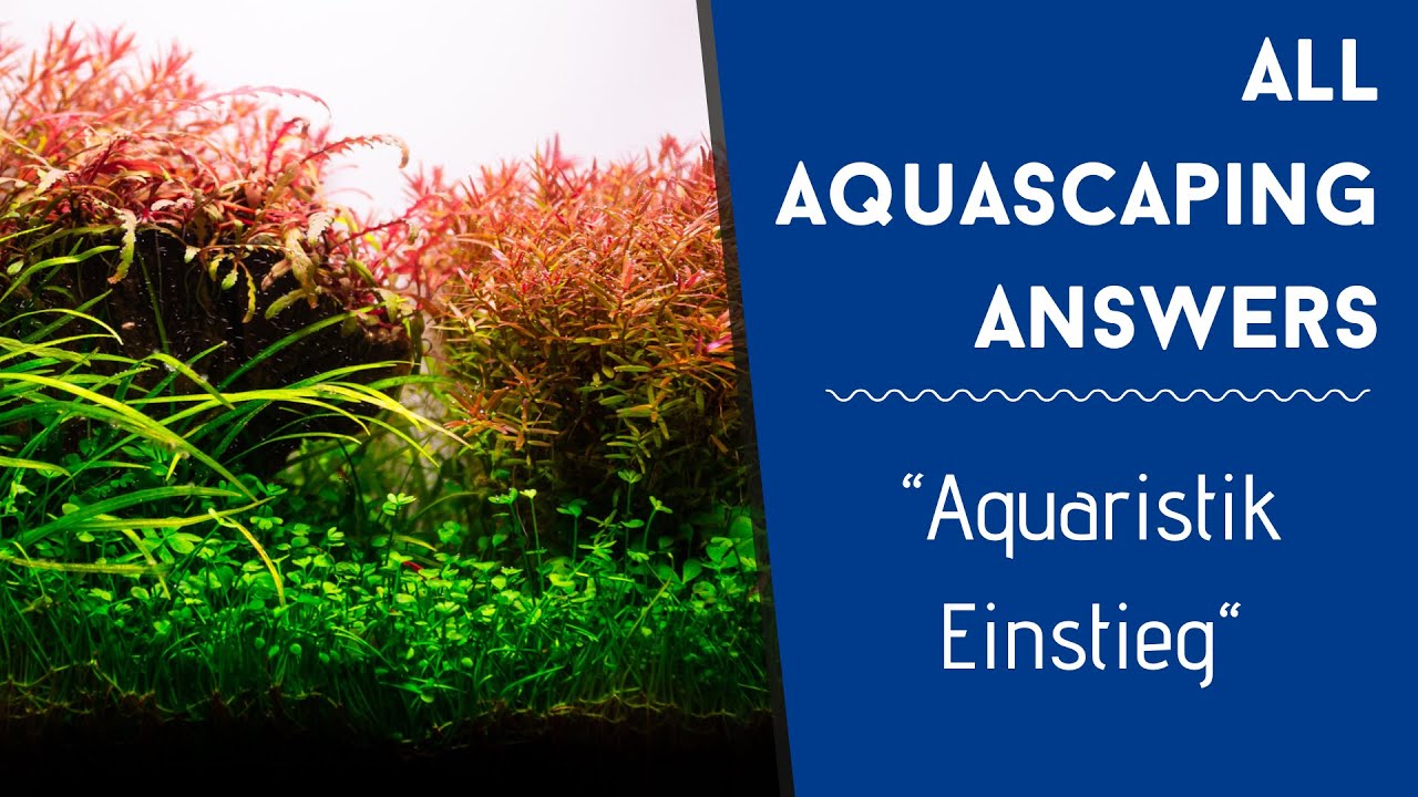 Einstieg in die Aquaristik mit Tinnendo | AAA #014