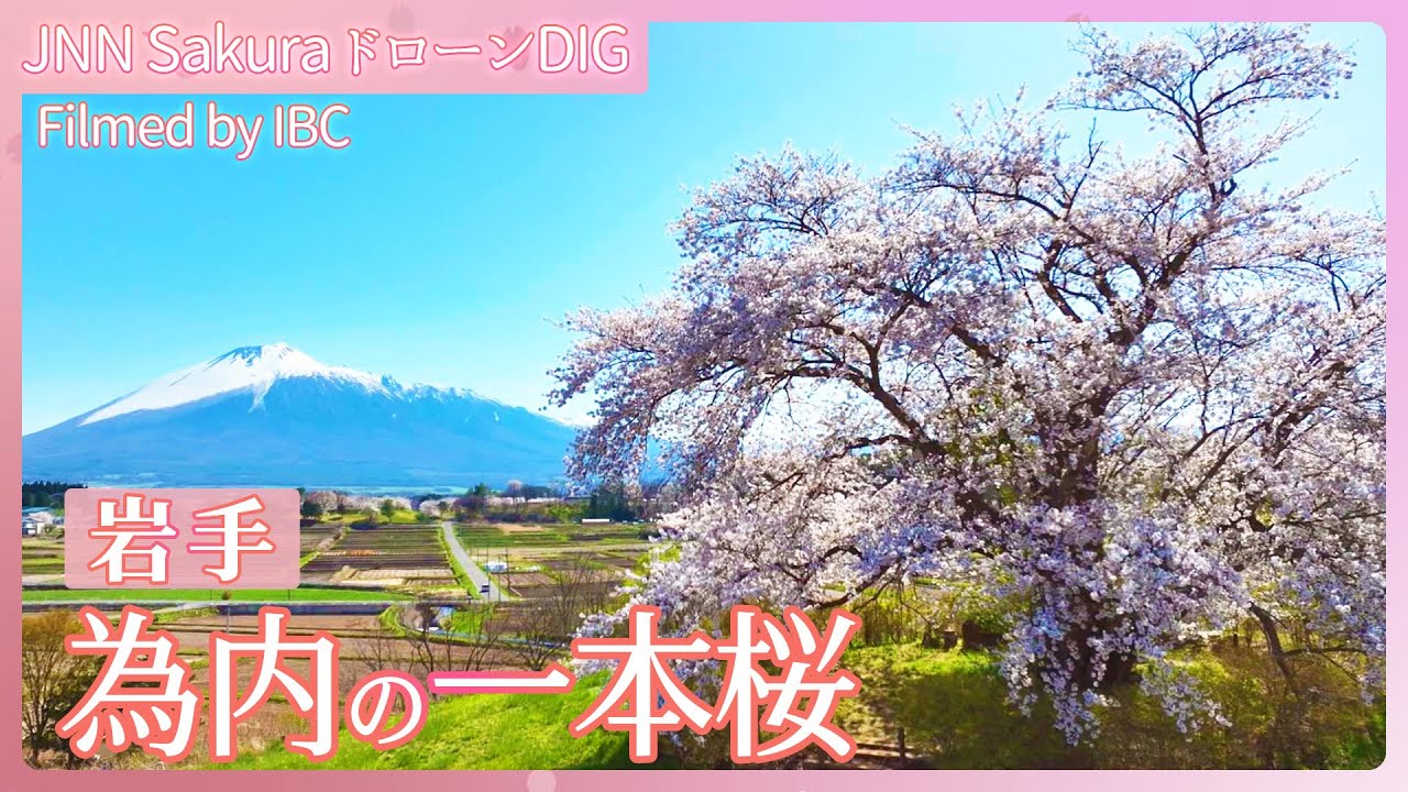 為内の一本桜と岩手山　岩手県八幡平市【JNN sakuraドローンDIG 2024】