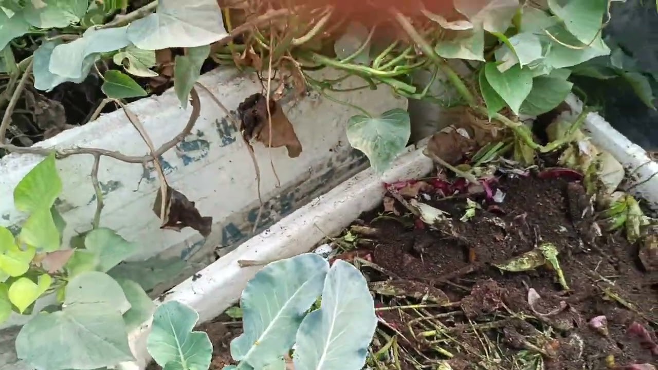 Broccoli harvest karke humne bhindi ka seed lagaya hai 🥳🎊