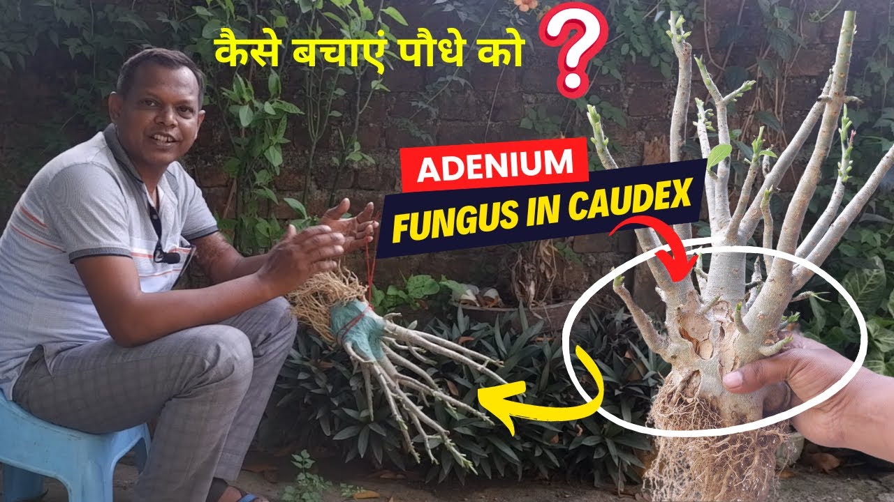 अडेनियम में फंगस लग गया, कैसे बचाएं। Treat Fungus in Adenium | Save Your Desert Rose from Stem Rot