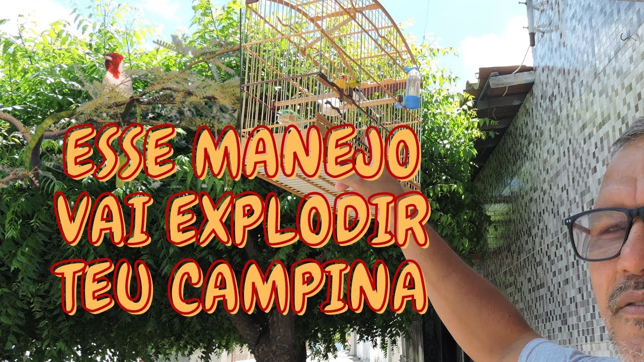 COMO FAZER GALO CAMPINA CANTAR DE AÇOITE - COMPROVADO!
