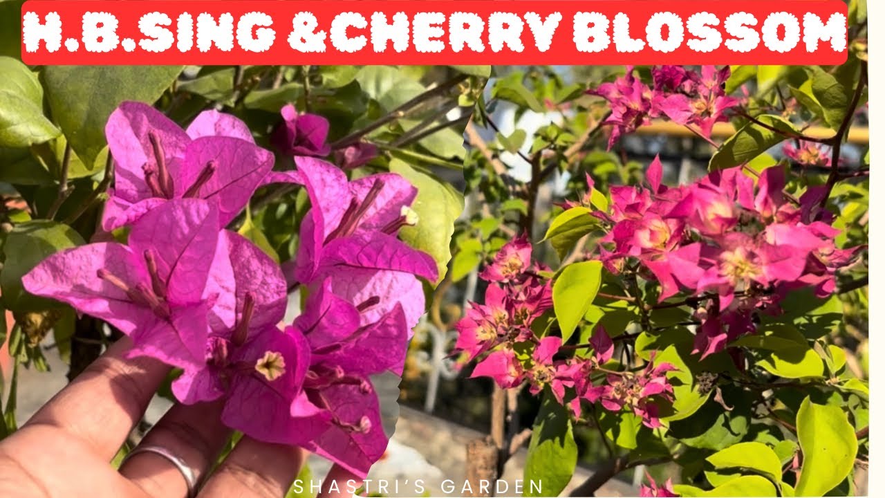 Bougainvillea ID Cherry Blossom & HB Sing