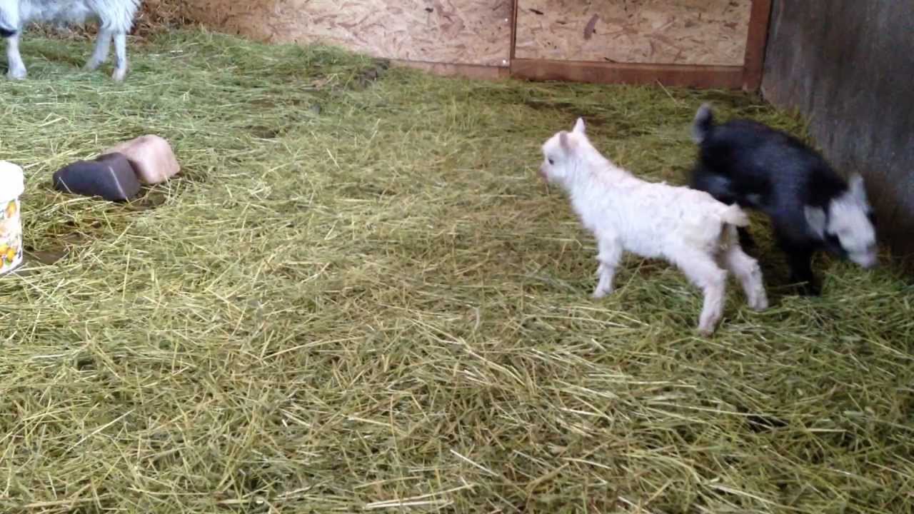 Lillstrumpa och Systeryster 130226