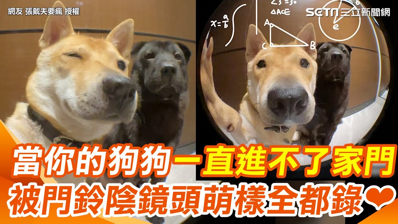 幫QQ！當你的狗狗一直進不了家門懷疑人生 原來是被門鈴給陰了 鏡頭萌樣全都錄敲可愛～｜三立新聞網 SETN.com