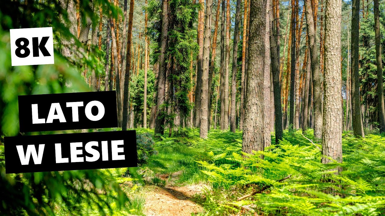 Lato w lesie [8K] | relaks, medytacja, dźwięki natury, bory, puszcza, podr&oacute;że, spacer