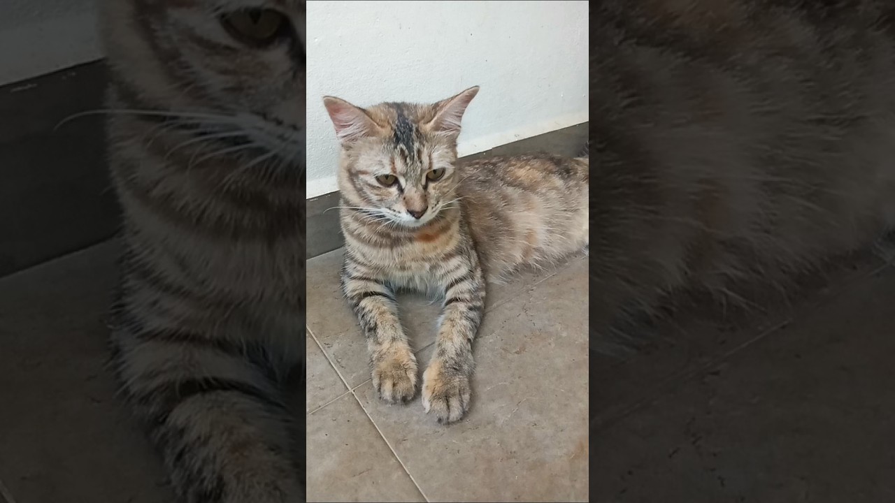 Cats & kittens are 876 & 785 & 711 & 628 & 527 & 510 & 462 & 386 & 271 & 233 & 133 &293 &227 &125&91