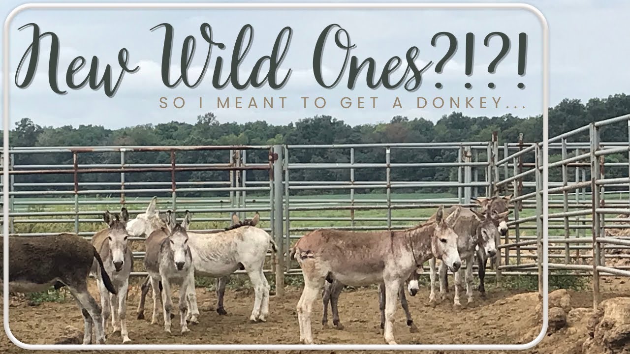 Getting 2 More Wild Mustangs!