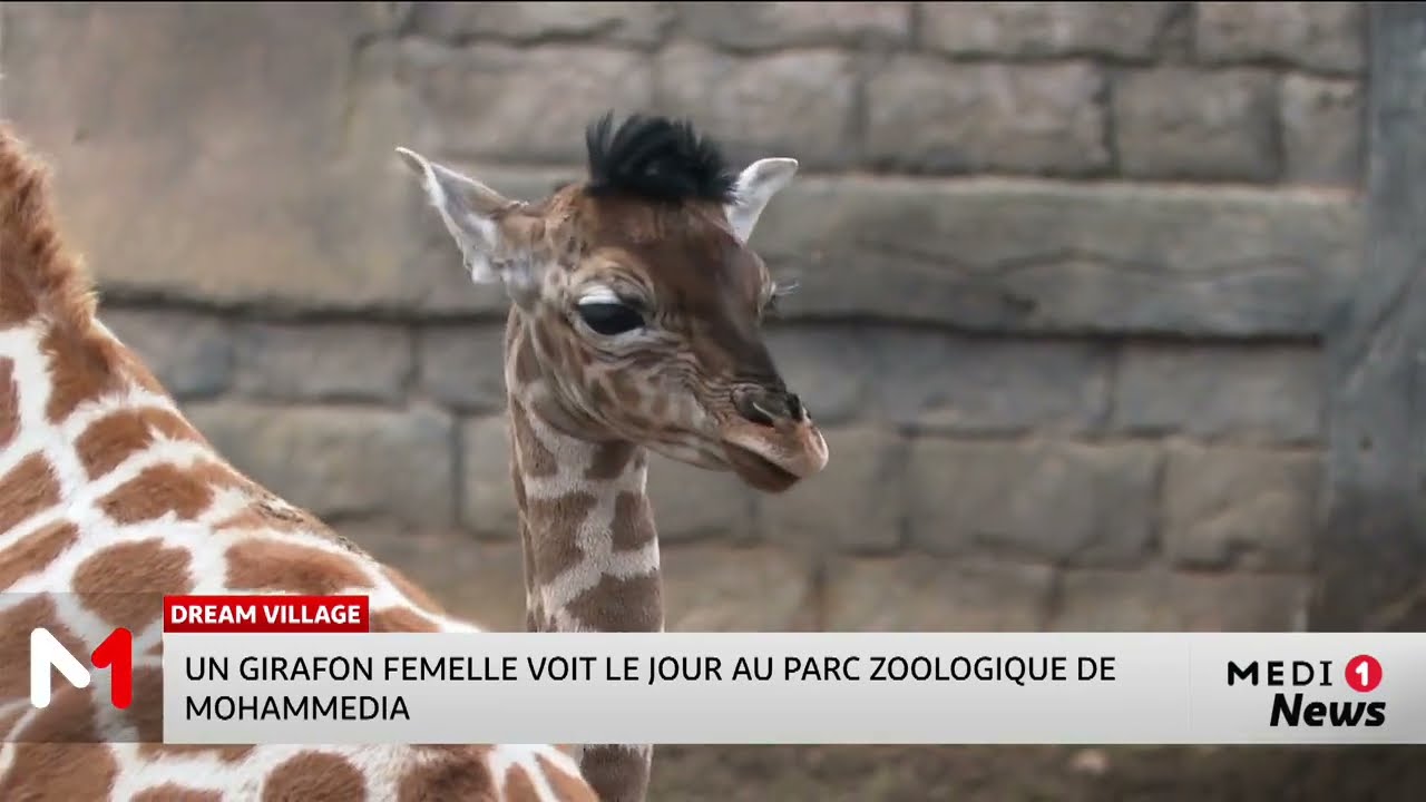 Un girafon femelle voit le jour au parc zoologique Dream Village à Mohammedia