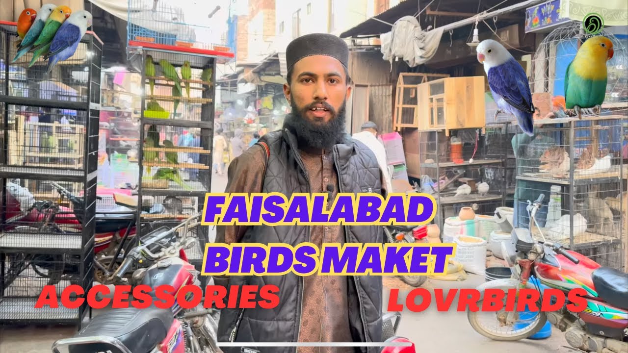 Faisalabad Lovebirds🔥 Market Accessories Deals Update 💯