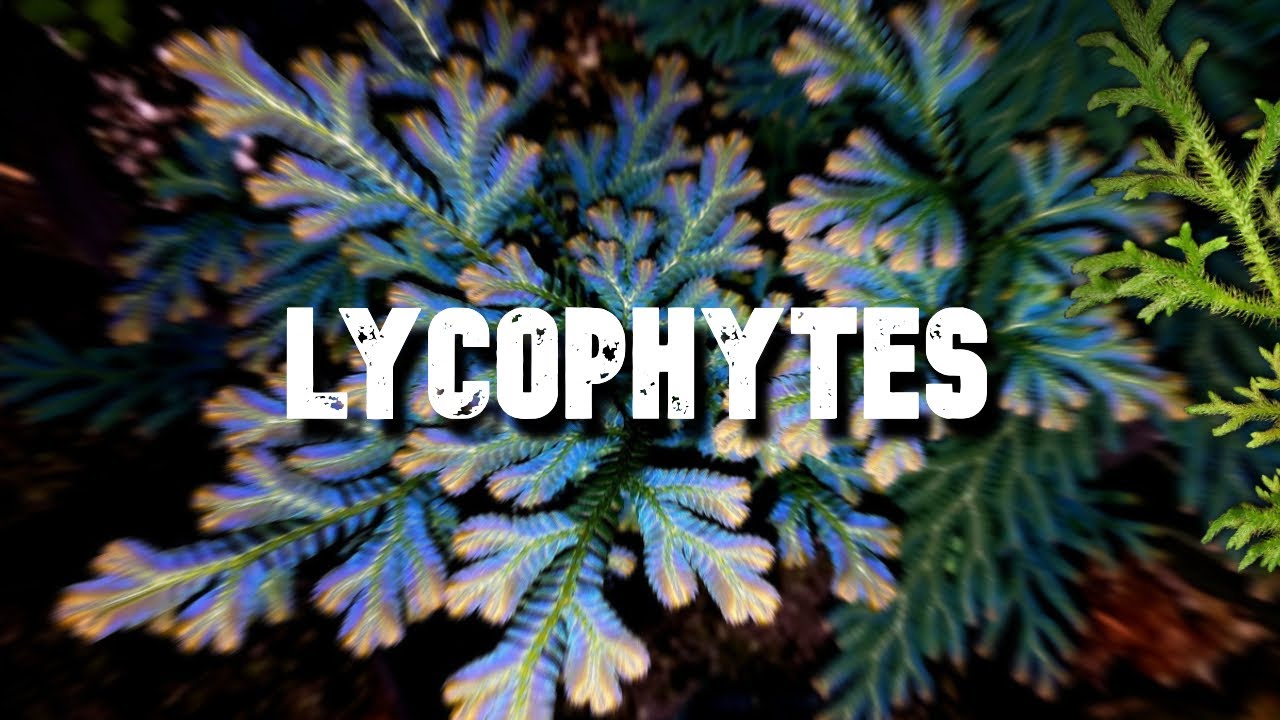 Les Lycophytes