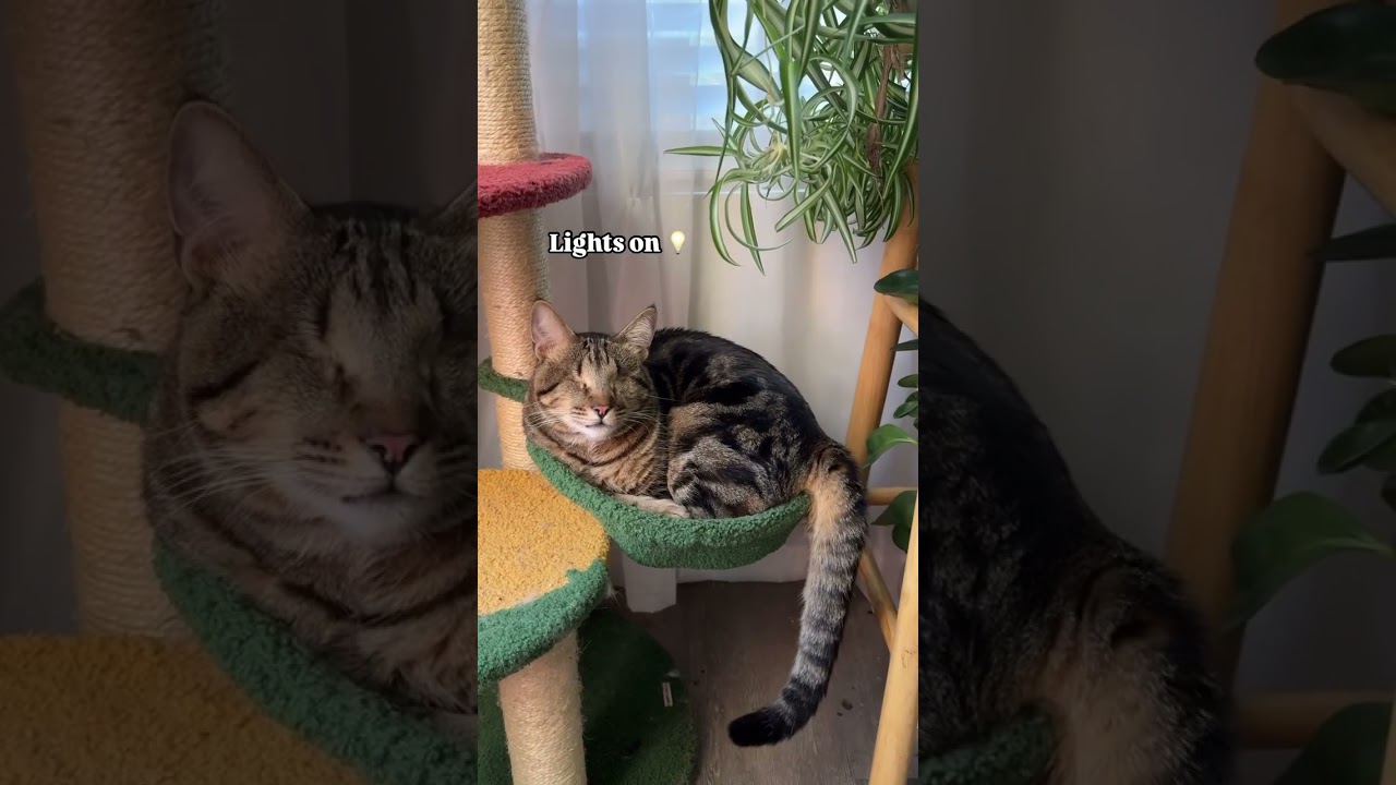 Can you spot the differences? 😂 #blindcat #specialneedscats #funnycats
