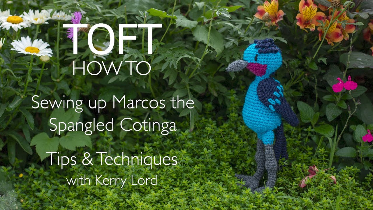How to Sew Up Marcos the Spangled Cotinga