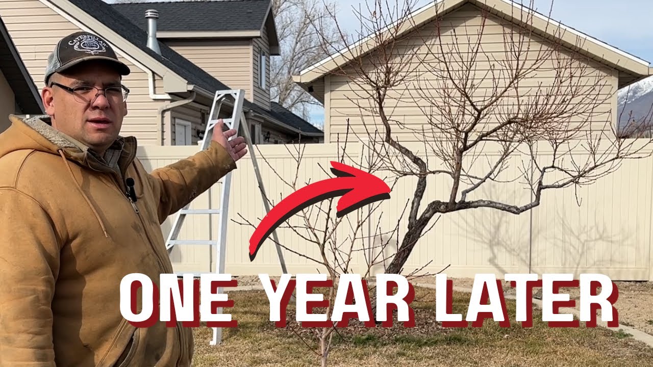 SEASON 2: How to Prune a Forgotten Peach Tree