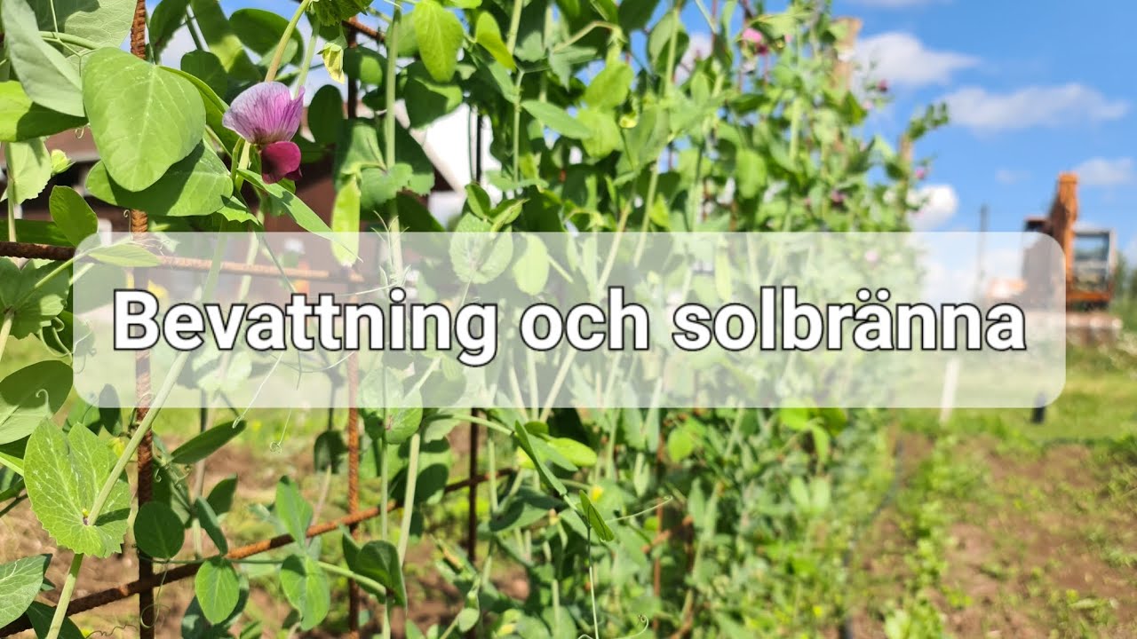 Bevattning och solbränna