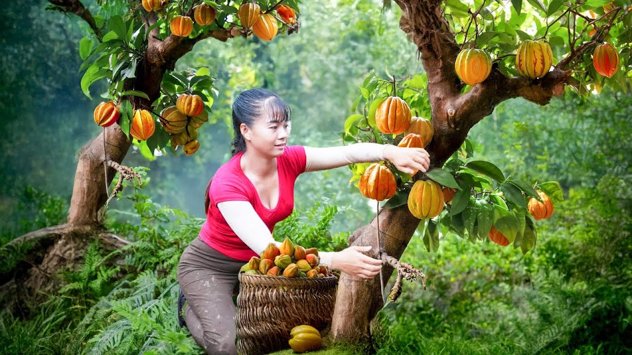 Harvesting Sour Fruit (Garcinia Cowa), Selling at the Market and Growing Eggplant – Farm Life