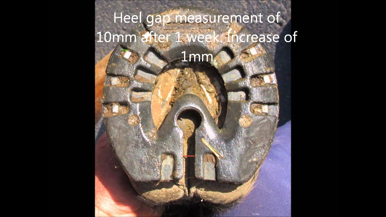 The Frustoconical Hoof and Heel Expansion in the EasyShoe