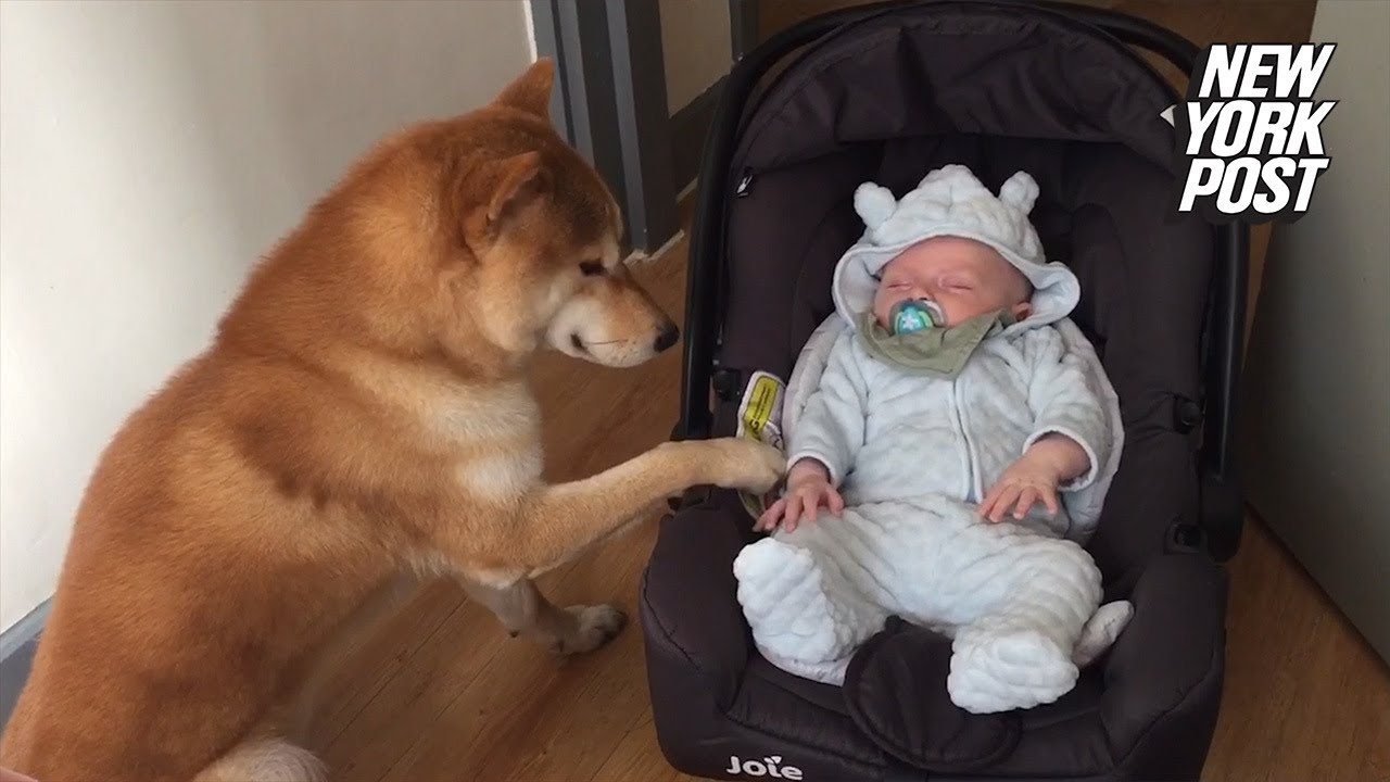 Loving dog gently rocks baby to sleep
