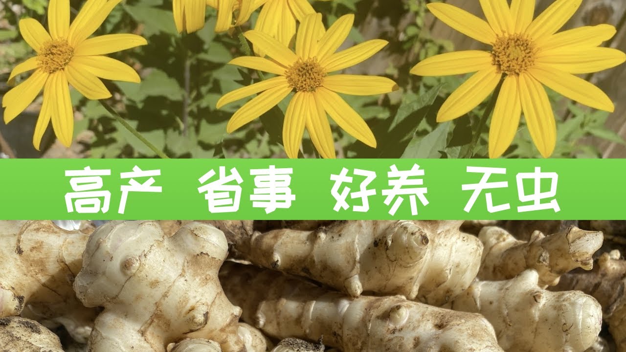 【种菜】洋姜采收种植与食用｜黑手指也能种好的菜｜Harvesting and Growing Sunchoke/Jerusalem artichoke