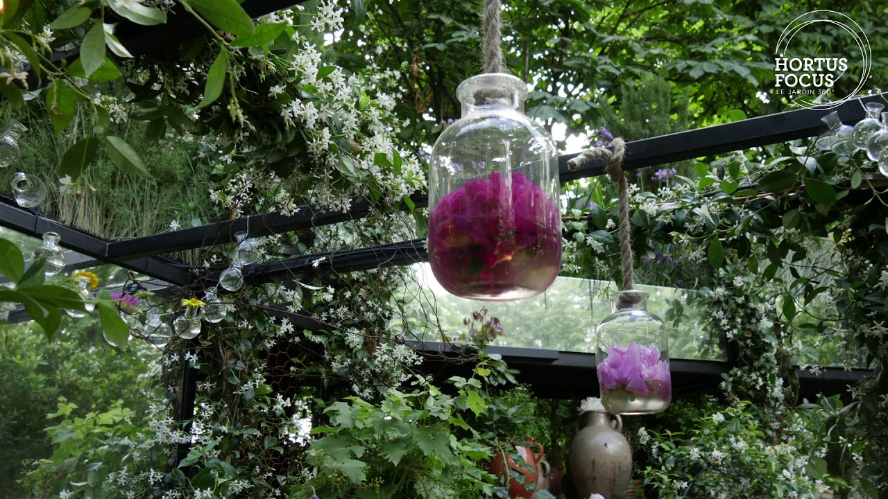 Conseil d'experts : Comment cultiver le jasmin étoilé, Trachelospermum jasminoïdes