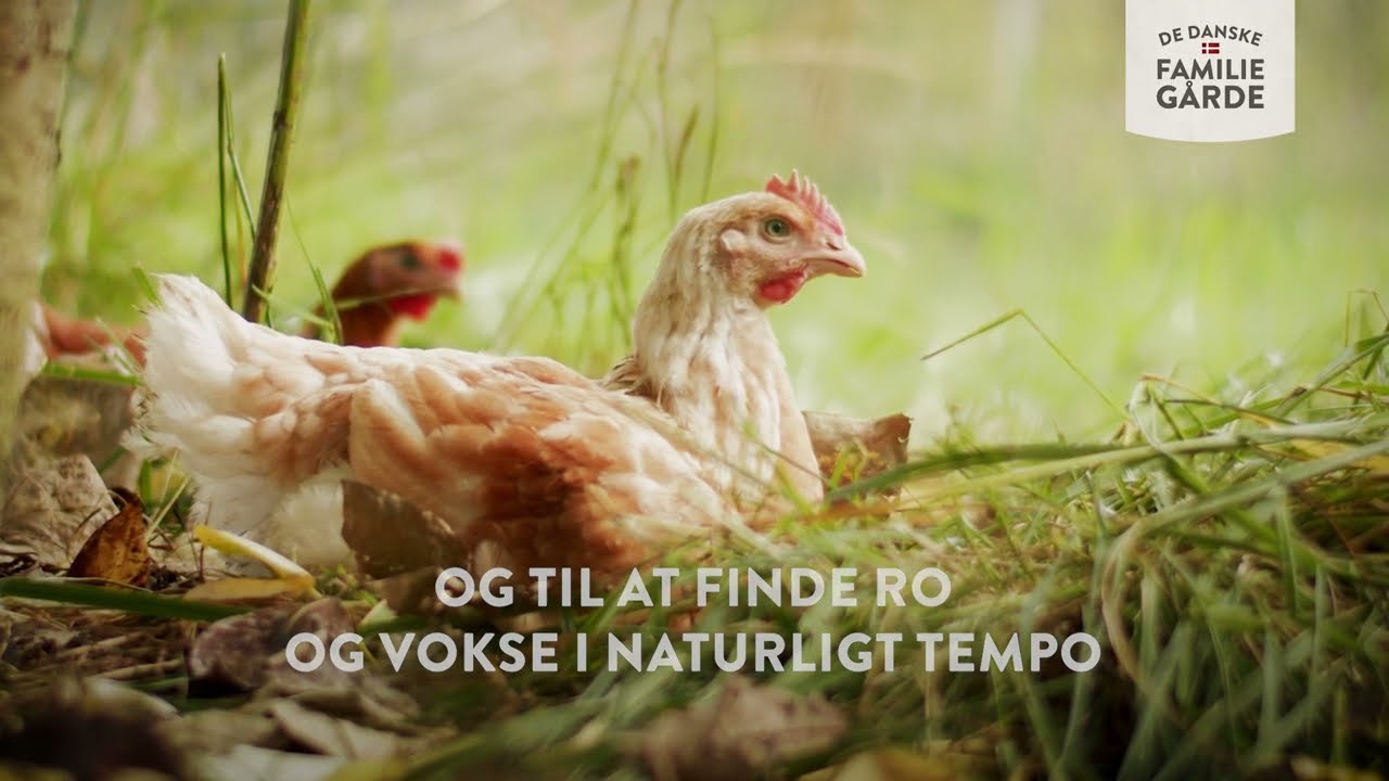 Kyllinger der har tid og plads til at leve livet