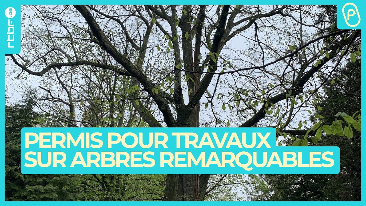 Travaux sur les arbres remarquables : attention aux permis ! - On n'est pas des Pigeons