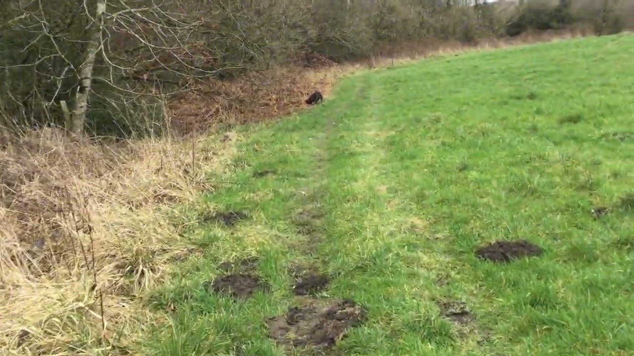 George the staffy loves a Sunday afternoon stroll