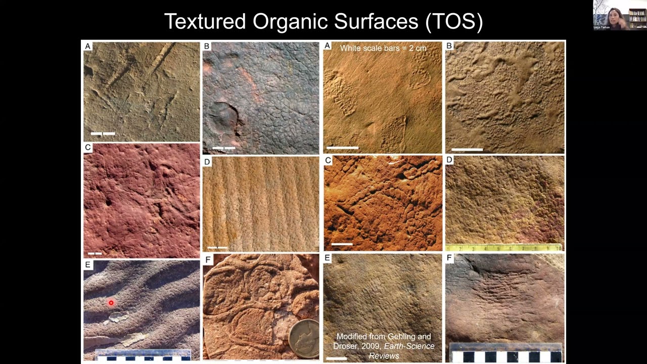 Life and Death in the Ediacaran: Evolutionary, Environmental and Preservational ... - Lidya Tarhan