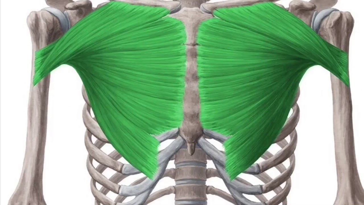 Pectoralis Major Muscle Subliminal