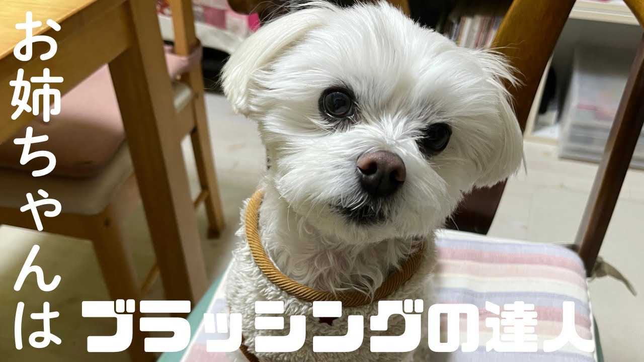 【お姉ちゃん】がブラッシングすると完璧に仕上がります