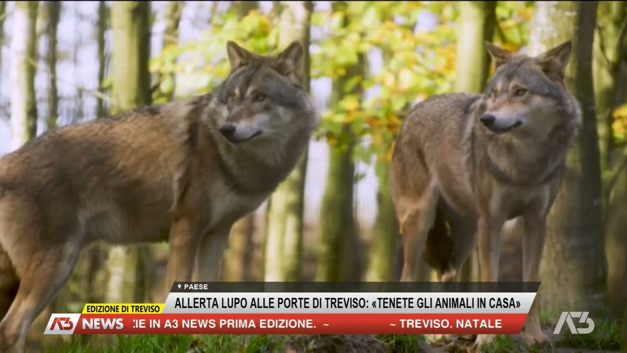 A3 NEWS TREVISO | 26/12/2025