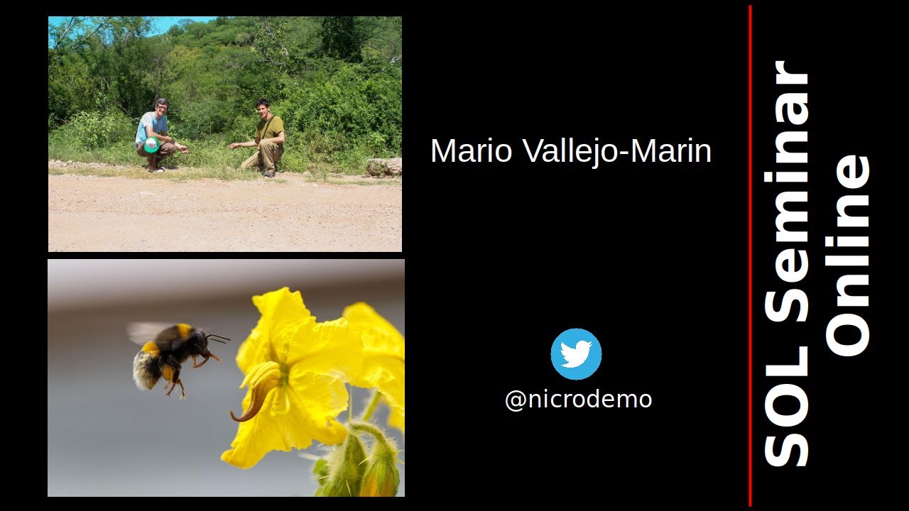Mario Vallejo-Marin:Evolution and functional significance of anther cones in buzz-pollinated Solanum