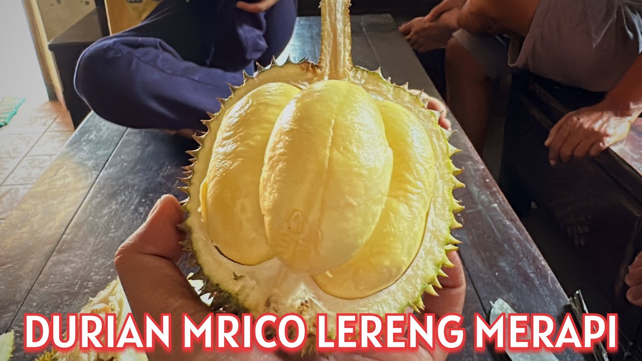 VARIAN BARU!! DURIAN MRICO LERENG MERAPI