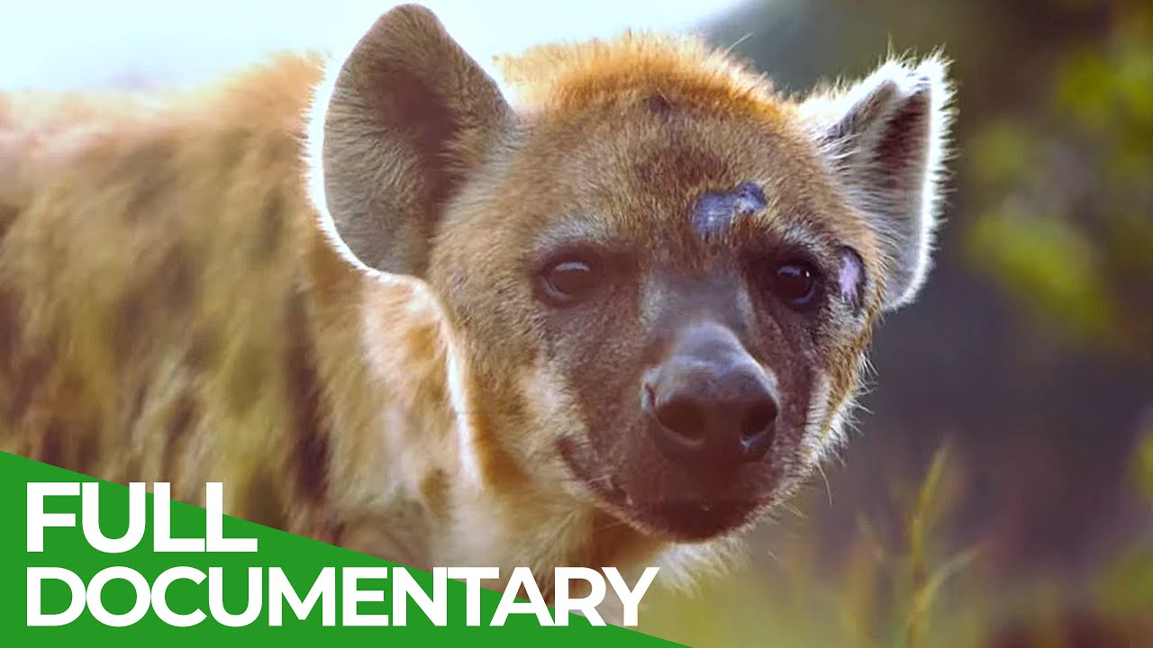 Chemical Warfare | Animal Armory | Episode 6 | Free Documentary Nature