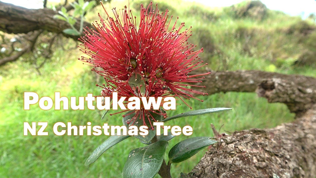 Pohutukawa (Metrosideros excelsa) New Zealand Christmas tree Identification.