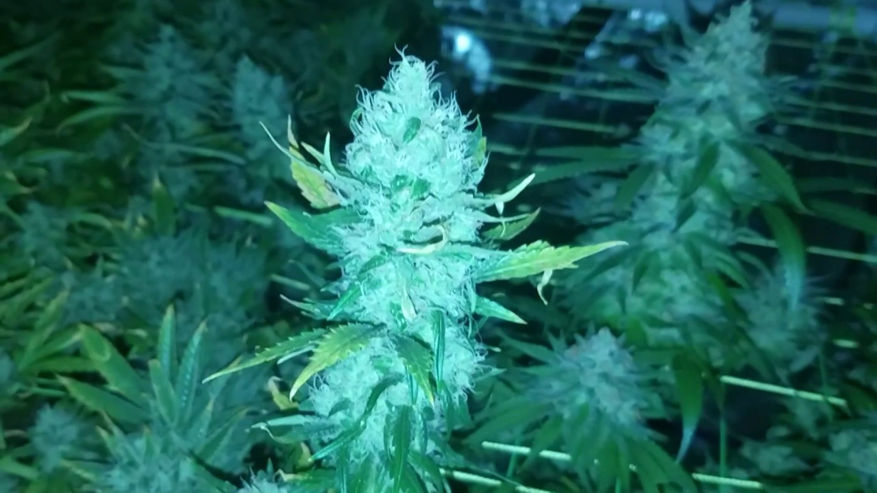 Ending week 7 flower Obi Wan OG Papaya Kush Bomb and The Ultimate wk3 for Jawa Pie and more