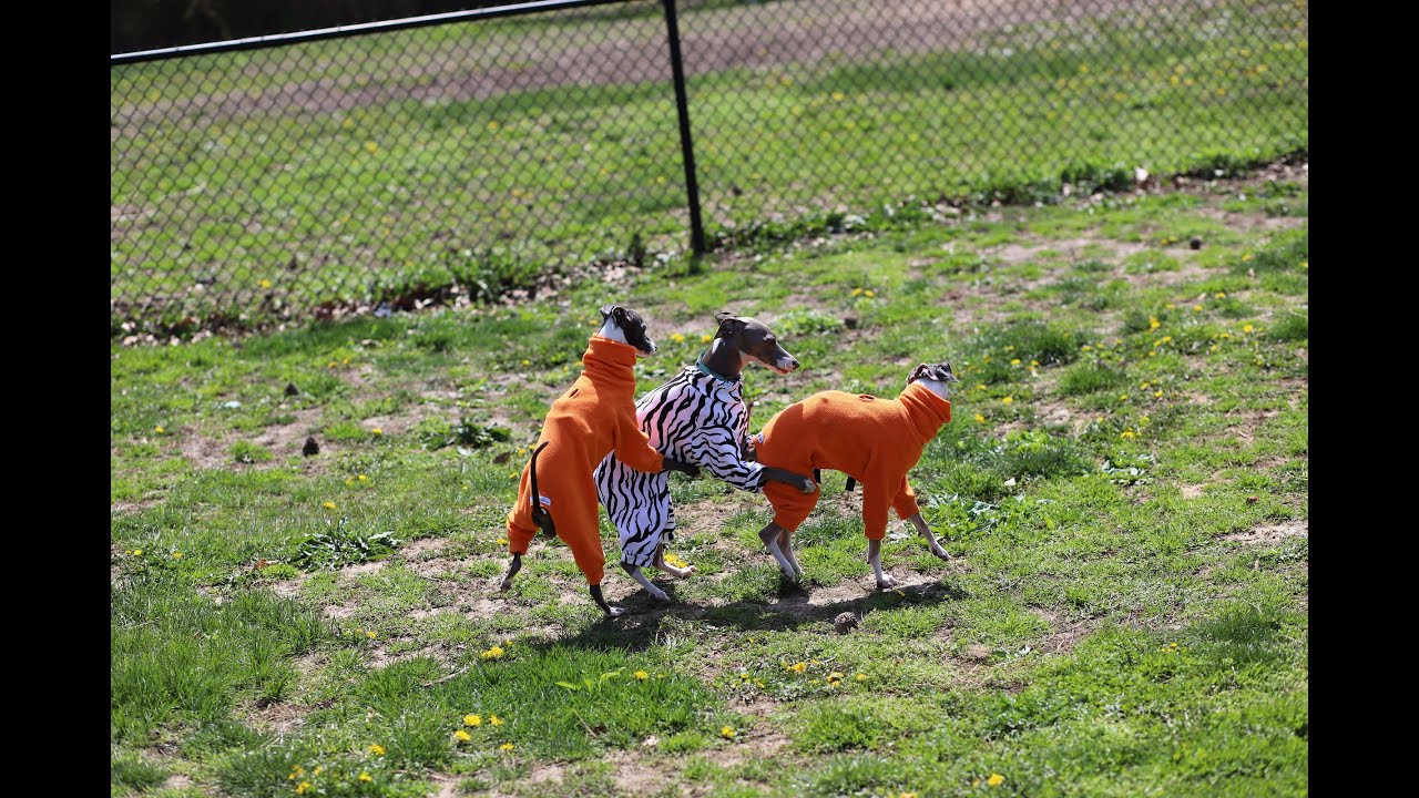 ITALIAN GREYHOUNDS GO TO THE DOG PARK - IGGY MEETUP / NY