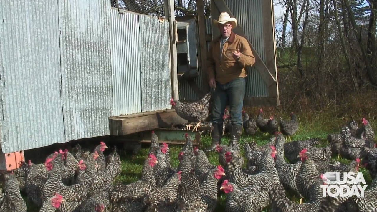 Polyface farm