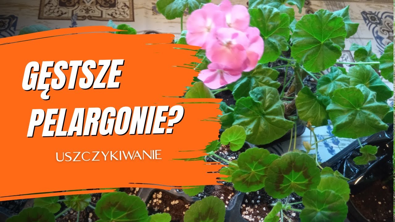 Pelargonie – uszczykiwanie dla rozkrzewienia. Jak uszczykiwać pelargonie? Porady ogrodnicze