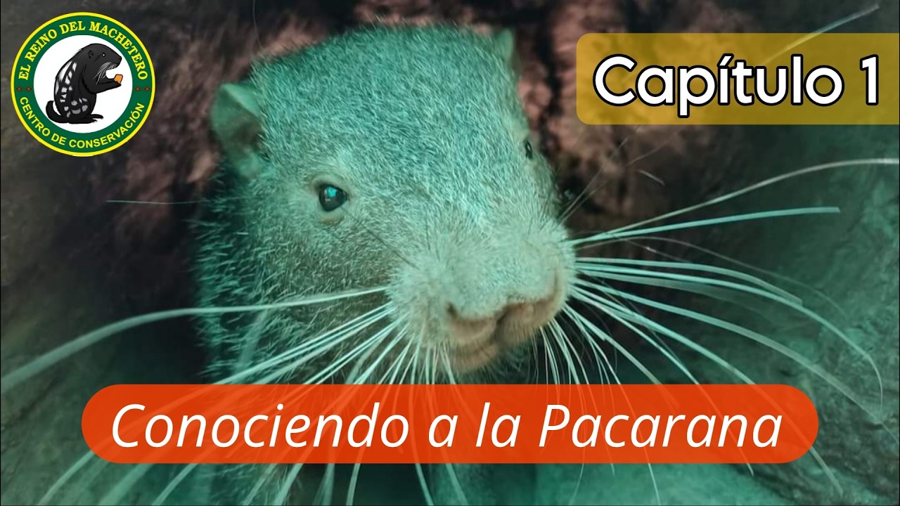 Capítulo 1 Conociendo a la Pacarana