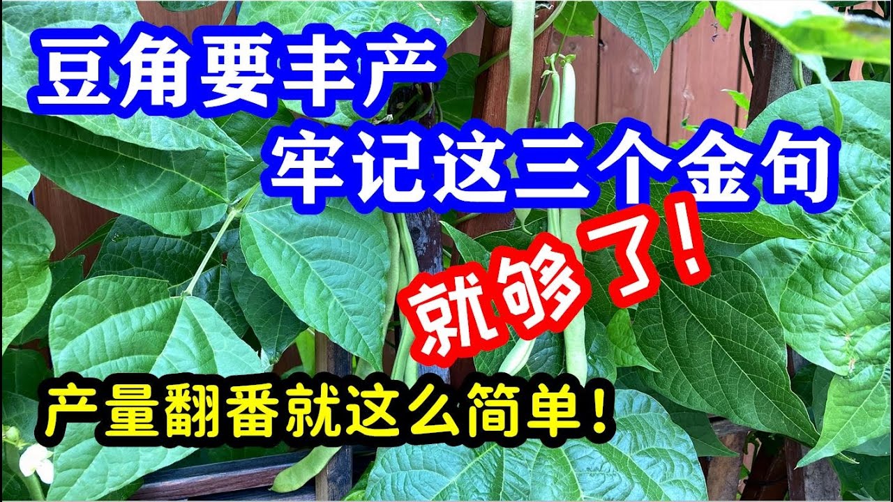 豆角丰产秘诀：记住这三句话就够了！如何让豆角高产的三大原则 / How to Harvest More Beans【种菜养花 - 豆角】