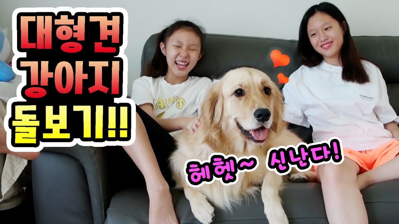 대형견강아지 동생 돌보기!!! 음이유니 언니들이 하루종일 놀아주고~ 목욕시키고 산책시키고 똥치우고! 골든리트리버 로제와 언니의 하루! (가족일상브이로그)│헬로음이유니