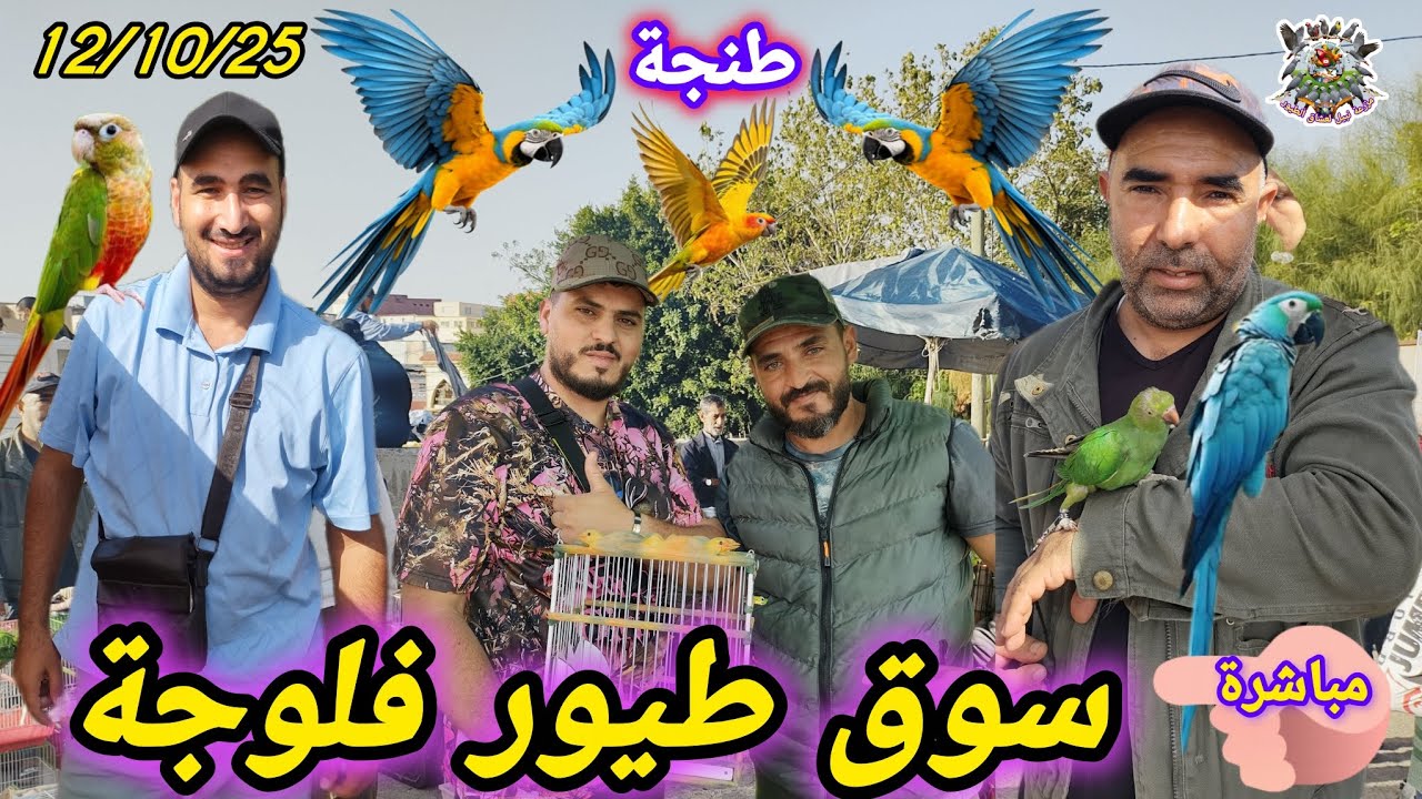 #سوق #طيور #طنجة فلوجة لن تتخيل جمال أندر طفرات الحسون والكناري كذلك الببغاء المتكلم 🔝