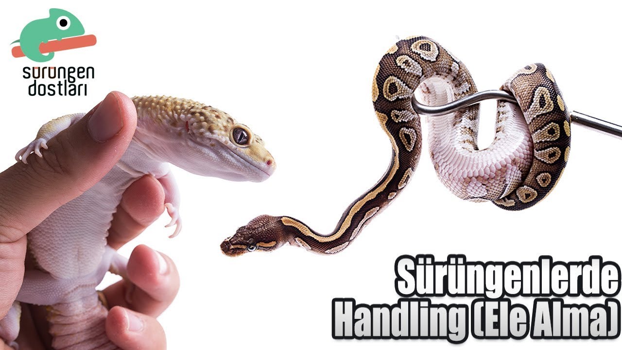 Sürüngenlerde Ele Alma (Handling) Yöntemleri