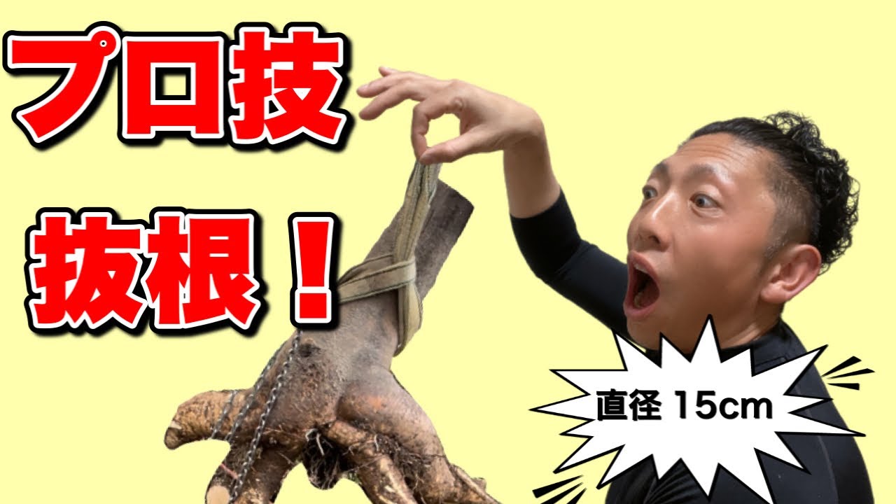 【抜根】道具を使えば簡単に根っこは抜けるプロの作業をお見せします！
