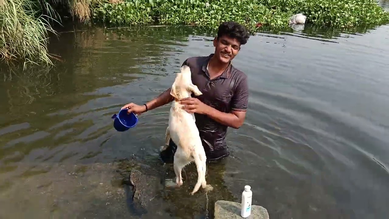 🥰🤗பட்டு குட்டிக்கு #அவ்வளவு பாசம் 🦮🥺