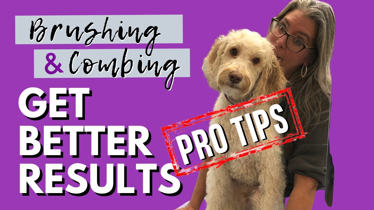 How to Have Better Results Brushing and Combing Your Dog